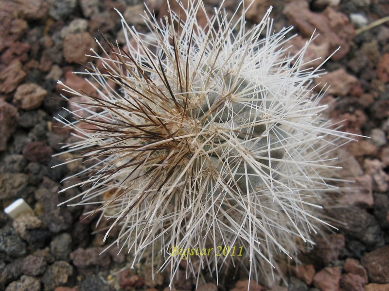 Copiapoa krainziana v. brunispina 