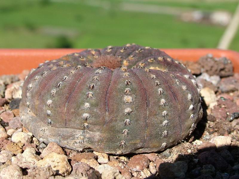 Frailea castanea 