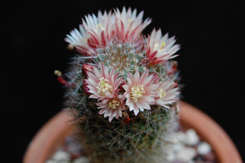 Mammillaria scheidweileriana 