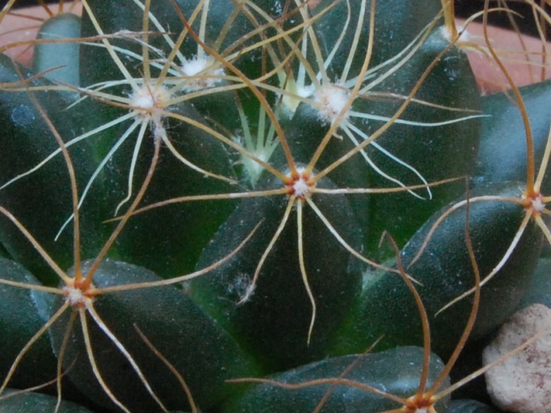 Mammillaria paulii 