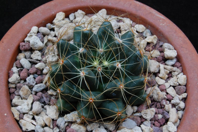 Mammillaria paulii 