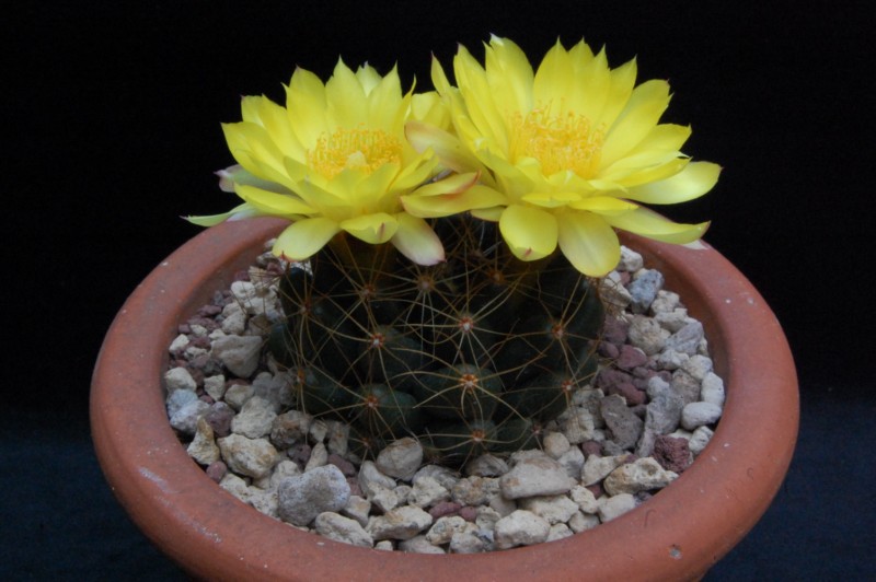 Mammillaria paulii 