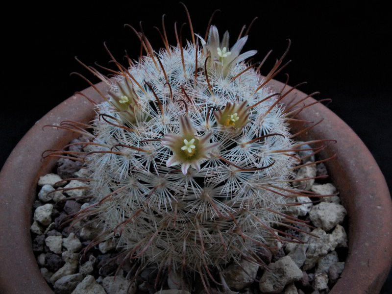 Mammillaria stella-de-tacubaya 