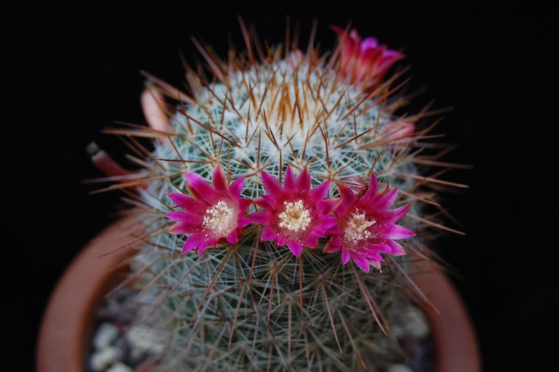 Mammillaria claviformis REP 1462