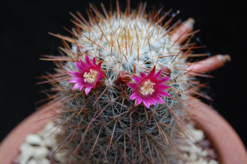 Mammillaria claviformis REP 1462