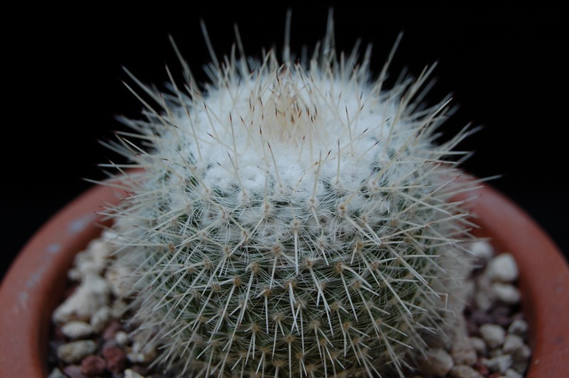 Mammillaria albata 