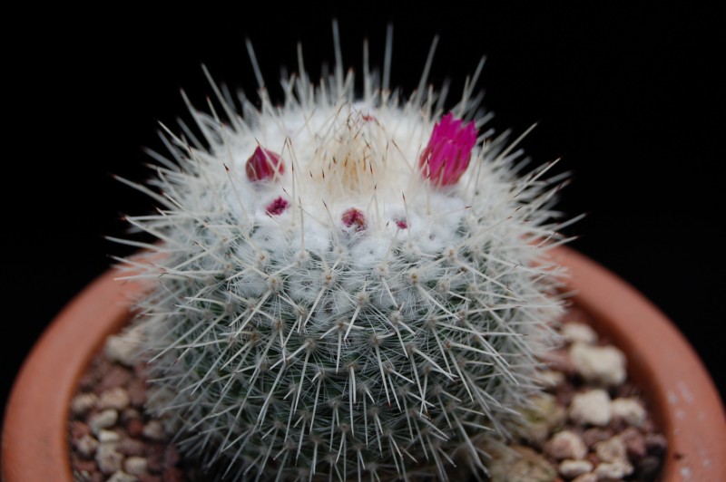 Mammillaria albata 