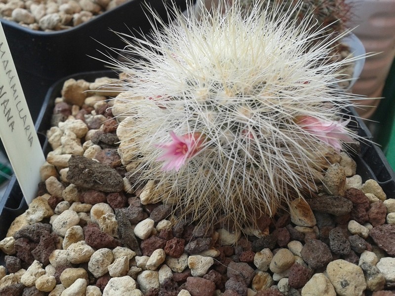 Mammillaria manana 