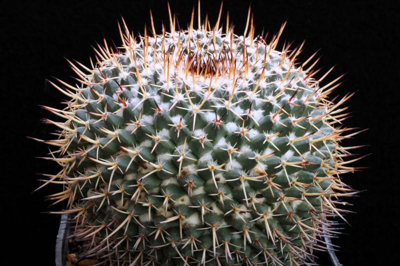 Mammillaria hastifera 