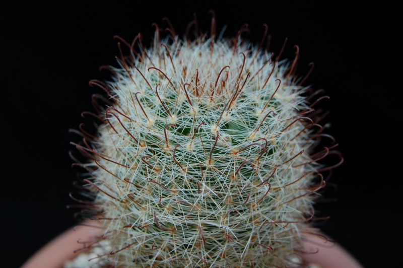 Mammillaria morricalii SB 188