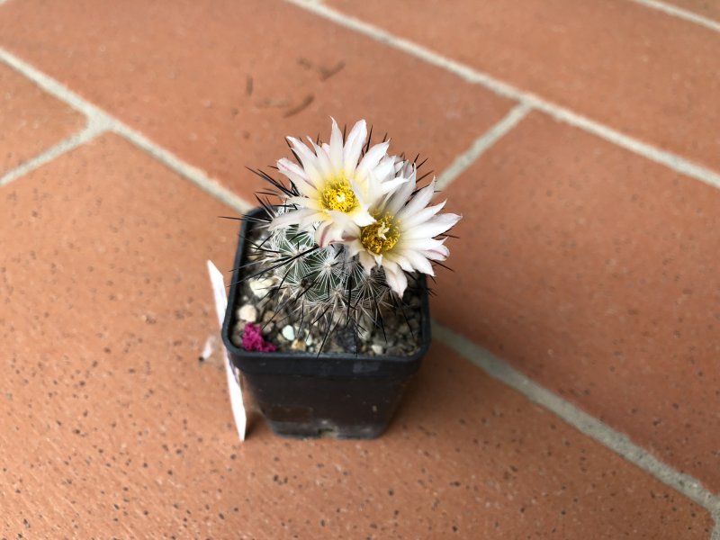 Gymnocactus viereckii v. major 