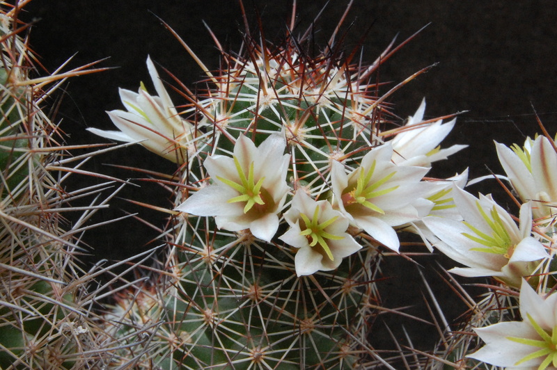 Mammillaria capensis 