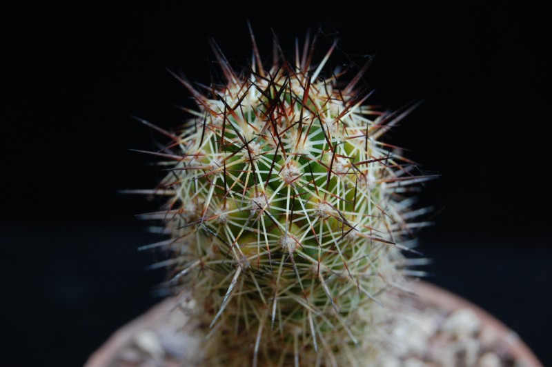 Mammillaria capensis LAU 53