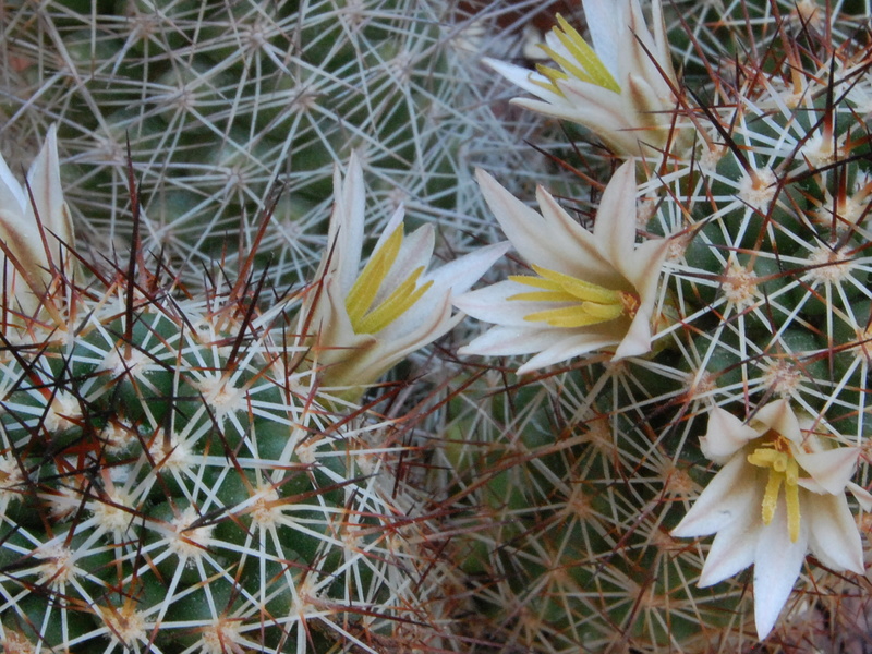 Mammillaria capensis 