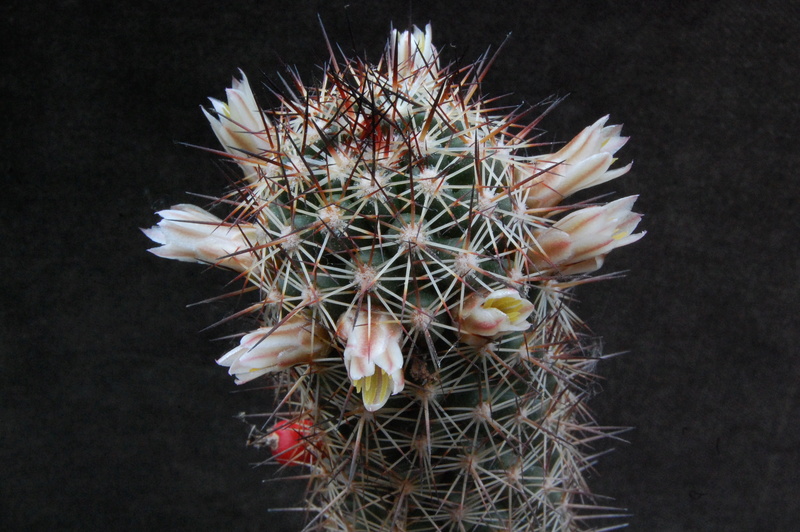 Mammillaria capensis LAU 53