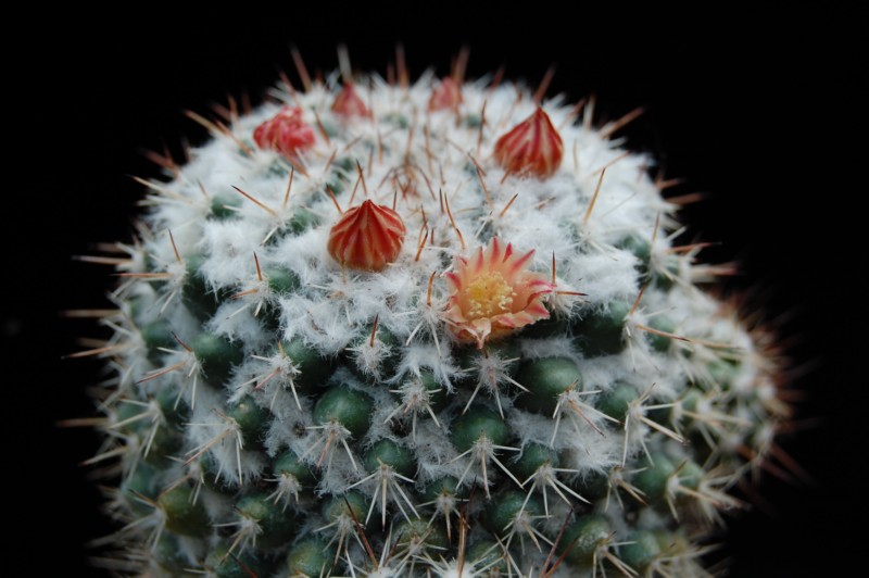 Mammillaria neoschwarziana SB 717