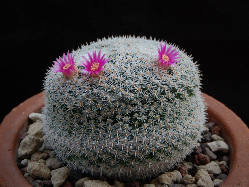 Mammillaria formosa ssp. microthele REP no numb.