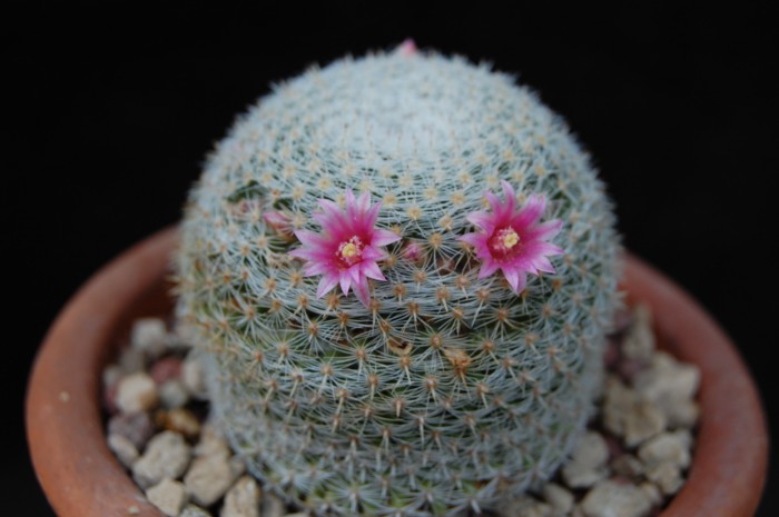 Mammillaria formosa ssp. microthele - fiore rosso 