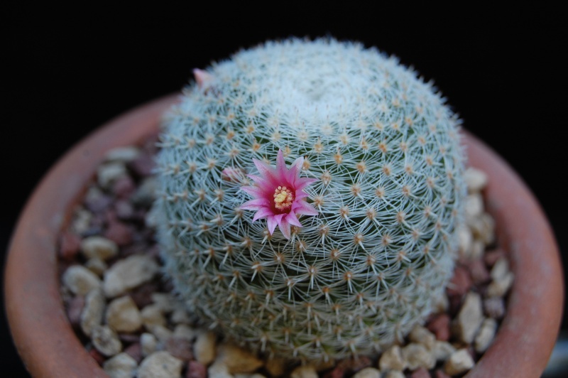 Mammillaria formosa ssp. microthele 