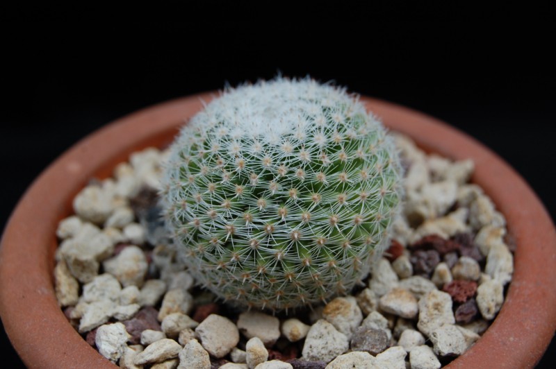 Mammillaria formosa ssp. microthele 