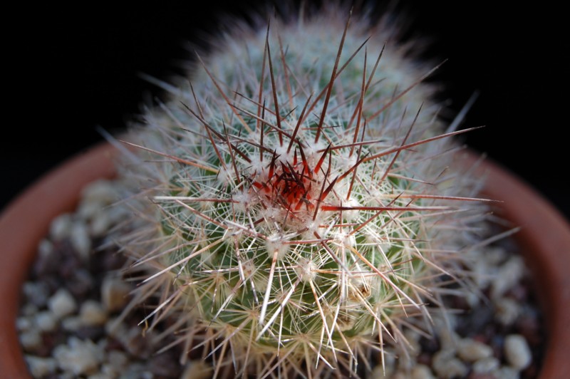 Mammillaria montensis 