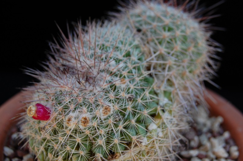 Mammillaria montensis 