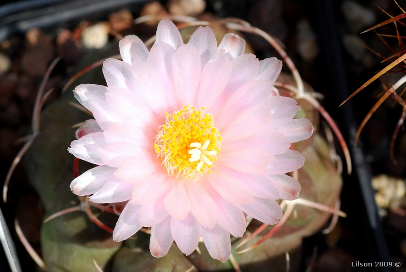 Thelocactus hexaedrophorus 