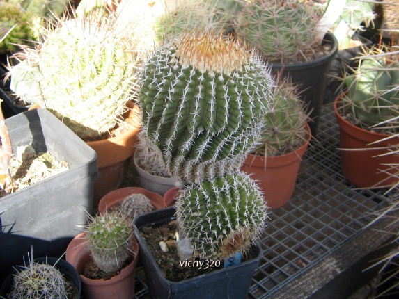 uebelmannia gummifera