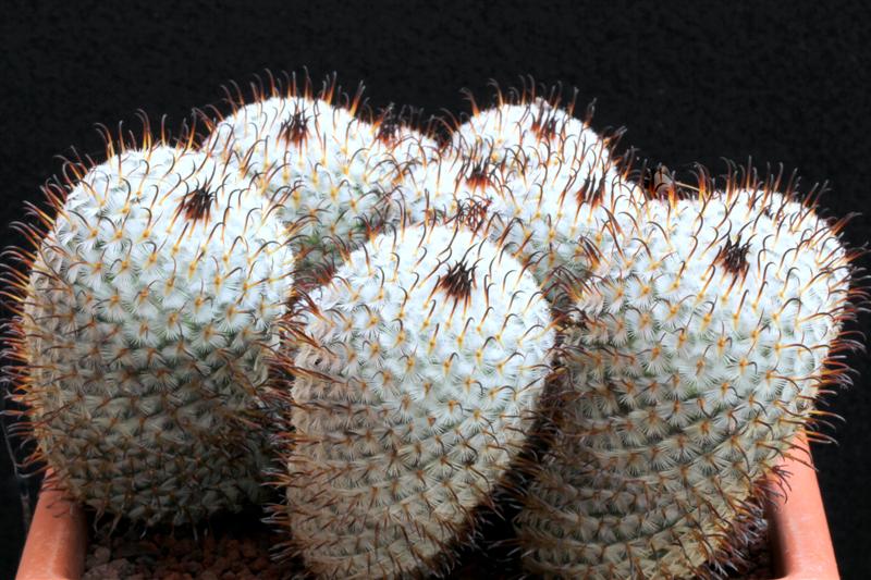 Mammillaria perezdelarosae 