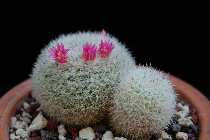 Mammillaria klissingiana SB 270