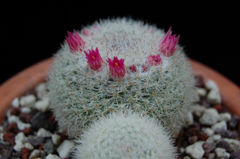 Mammillaria klissingiana SB 270