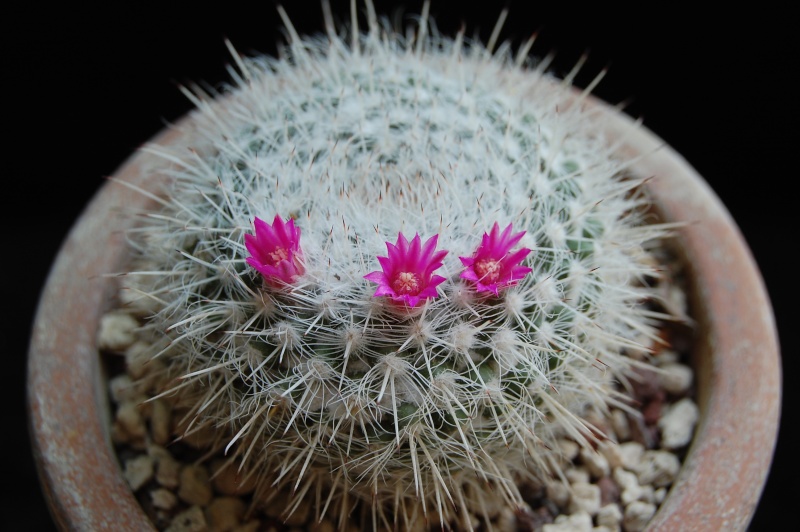 Mammillaria albata 