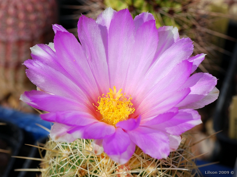 Thelocactus bicolor ssp. bolaensis 