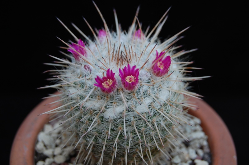 Mammillaria albata 