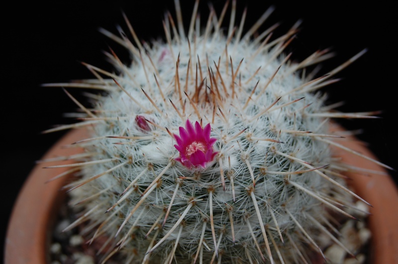 Mammillaria albata 