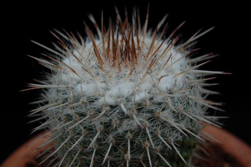 Mammillaria albata 