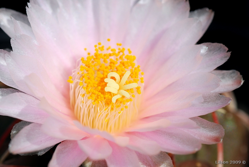 Thelocactus hexaedrophorus 