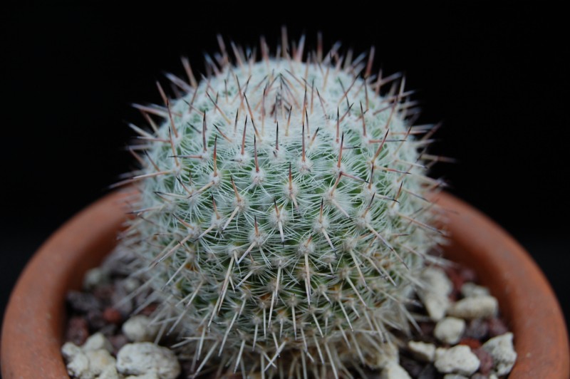 Mammillaria albata BZ 53