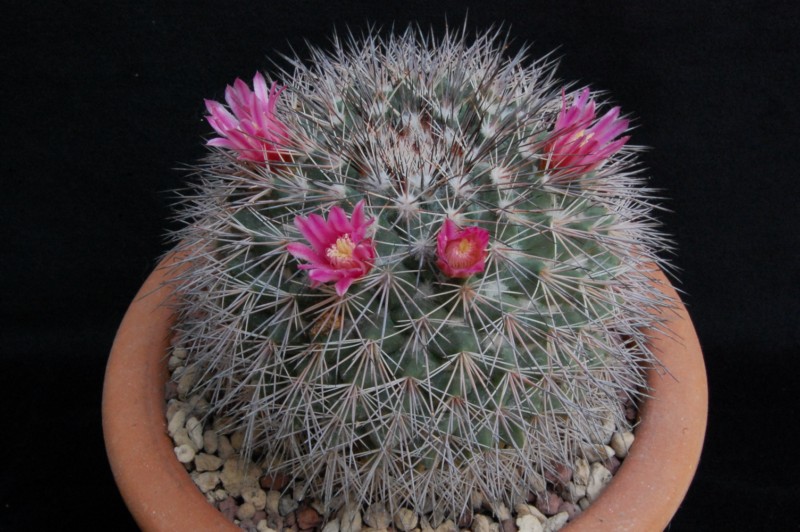 Mammillaria miegiana LAU 612