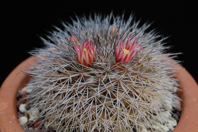 Mammillaria miegiana LAU 612