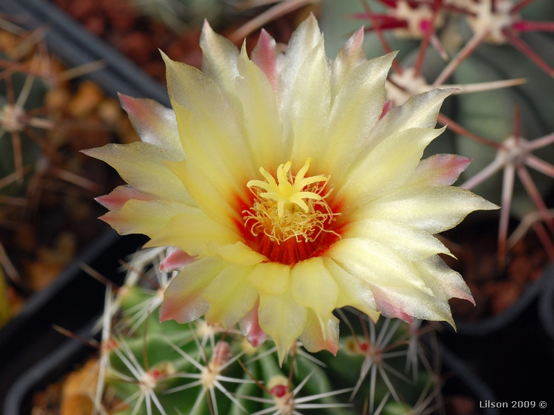 Thelocactus setispinus 