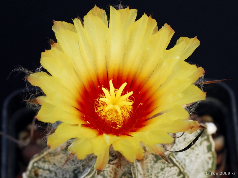 Astrophytum capricorne v. major 