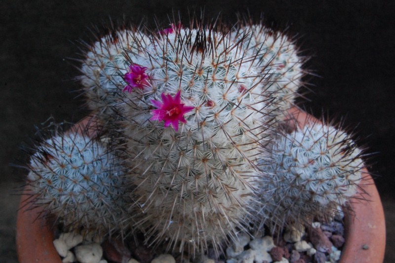 Mammillaria meissneri 