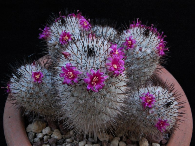 Mammillaria meissneri Z 212