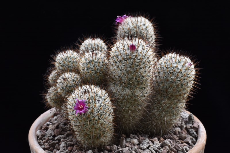 Mammillaria meissneri 