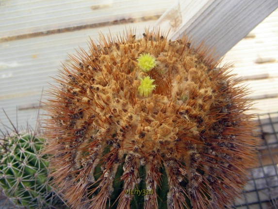 Uebelmannia flavispina 
