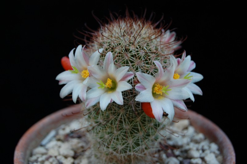 Mammillaria angelensis LAU 17