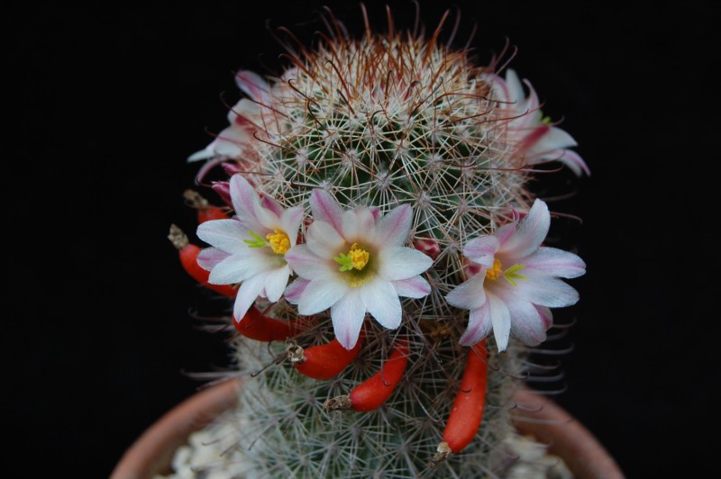 Mammillaria angelensis LAU 17