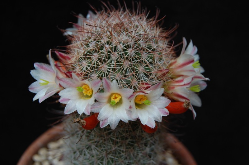 Mammillaria angelensis LAU 17