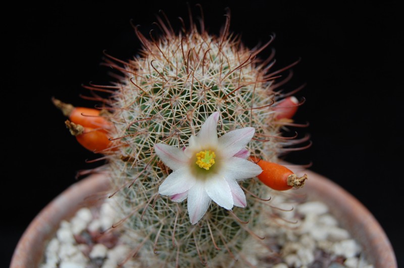 Mammillaria estebanensis LAU 017